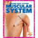 Muscular System