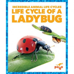 Life Cycle of a Ladybug