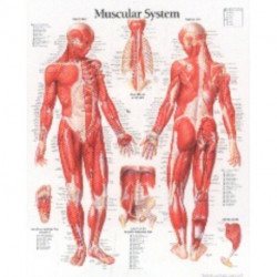 Muscular System with Male Figure Paper Poster