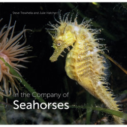 In the Company of Seahorses