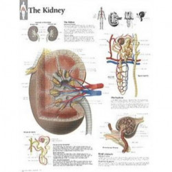Kidney Paper Poster