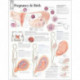 Pregnancy & Birth Paper Poster