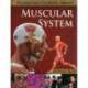 Muscular System