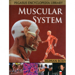 Muscular System
