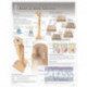 Bone & Bone Growth Laminated Poster