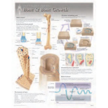 Bone & Bone Growth Laminated Poster