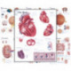 Body Organ Wall Chart Set