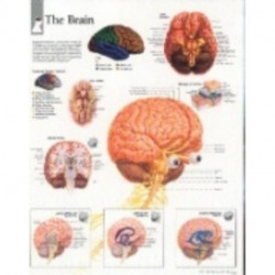 Brain Paper Poster