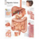 Digestive System Laminated Poster