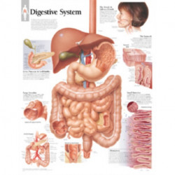 Digestive System Laminated Poster