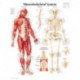 Musculoskeletal System Laminated Poster