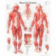 Muscular System with Male Figure Laminated Poster