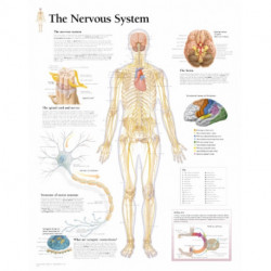 Nervous System Laminated Poster