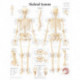 Skeletal System Laminated Poster