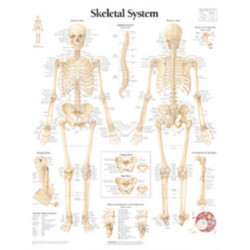 Skeletal System Laminated Poster