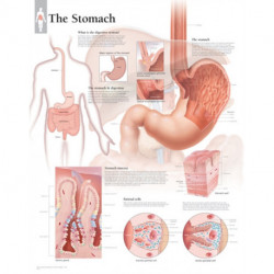 Stomach Paper Poster