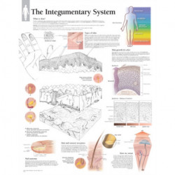 Integumentary System Laminated Poster