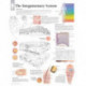 Integumentary System Paper Poster