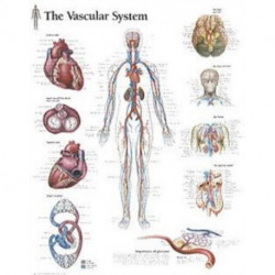 Vascular System Laminated Poster