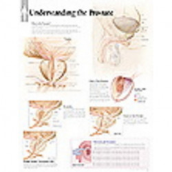 Understanding the Prostate Paper Poster