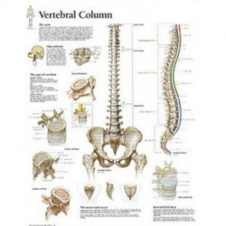 Vertebral Column Paper Poster