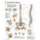 Vertebral Column Laminated Poster