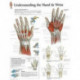 Understanding the Hand & Wrist Paper Poster