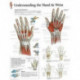 Understanding the Hand & Wrist Laminated Poster
