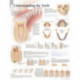 Understanding the Teeth Paper Poster