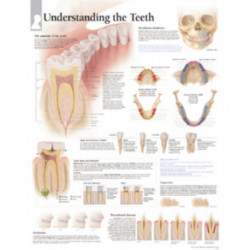 Understanding the Teeth Paper Poster
