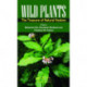 Wild Plants: The Treasure of Natural Healers