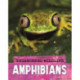 Endangered Wildlife: Rescuing Amphibians