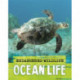 Endangered Wildlife: Rescuing Ocean Life