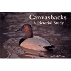 Canvasbacks: A Pictorial Study
