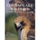 Chesapeake Wildlife: Stories of Survival and Loss