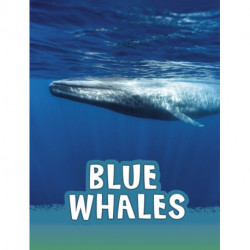 Blue Whales
