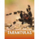 Tarantulas