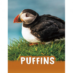 Puffins
