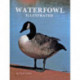 Waterfowl Illustrated