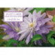Tin Box of 20 Gift Cards and Envelopes: Clematis