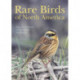 Rare Birds of North America