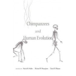 Chimpanzees and Human Evolution