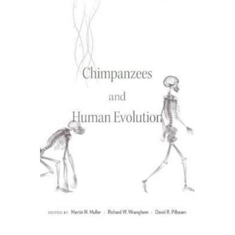 Chimpanzees and Human Evolution