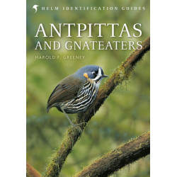 Antpittas and Gnateaters