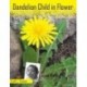 Dandelion Child in Flower