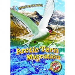 Arctic Tern Migration