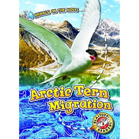 Arctic Tern Migration