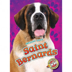 Saint Bernards
