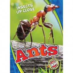 Ants
