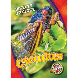 Cicadas